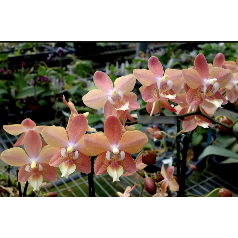 Орхiдея Phal. I-Hsin Maple Valley SM1684 уцінка - купити, доставка